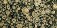 Baltic Brown Kight Granite Image
