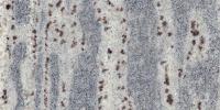 Kerala White Granite Image