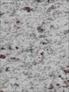 Leopard White Granite Image