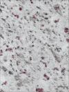 White Galaxy Granite Image